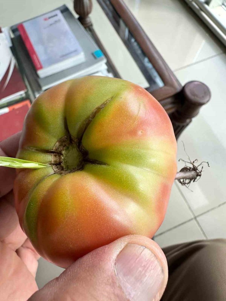 Şırnak’ta şaşkına çeviren olay, domatesin içinde ot yeşerdi