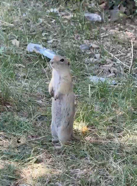 Bayburt’ta daha önce bisküvi yerken görüntülenen Anadolu yer sincabı bu kez yiyecek ararken görüldü