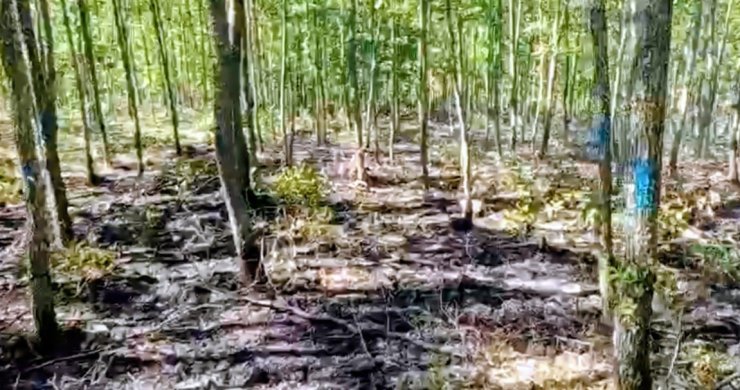 Bilecik’te orman yangını büyümeden söndürüldü