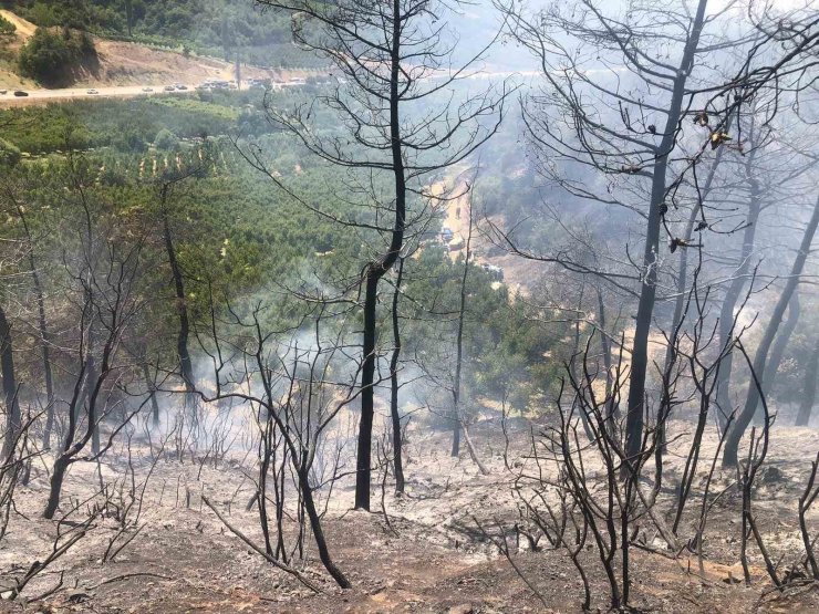 Bilecik’te orman yangını ekipler tarafından söndürüldü