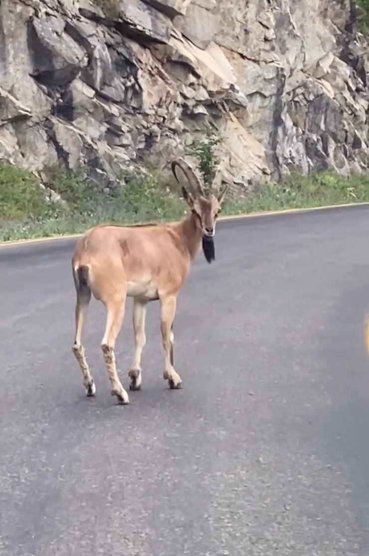 Giresun’da yaban keçisi görüntülendi