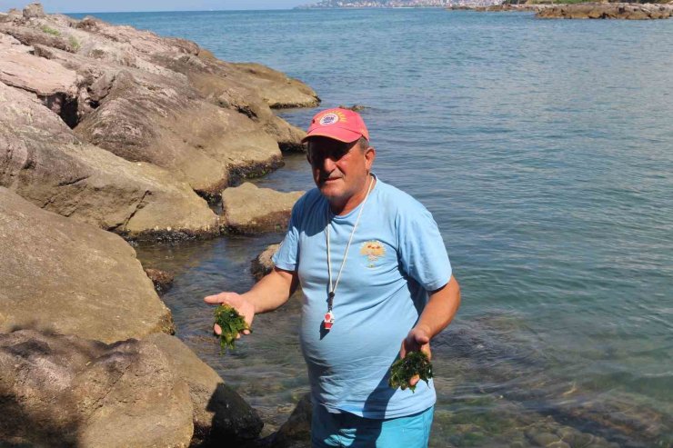 Japonların peşine düştüğü şifalı yosun Giresun’da