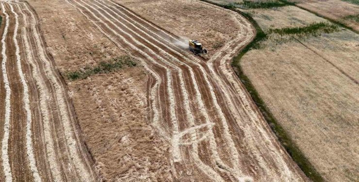 Erzincan’da hasat başladı, çiftçinin yüzü güldü