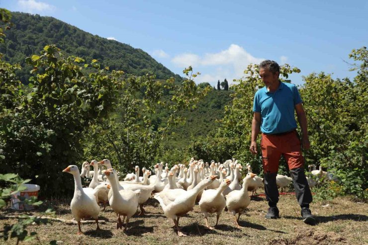 Ordu’da ‘alım garantili’ kaz yetiştiriciliği yaygınlaşıyor