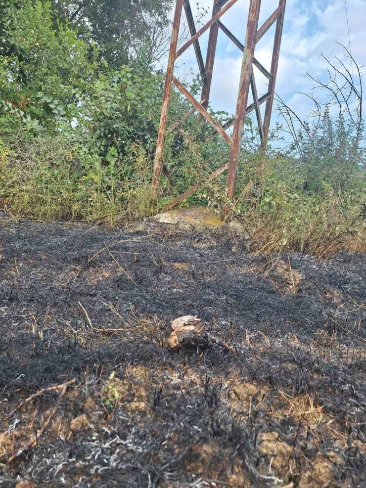 Sinop’ta yüksek gerilim hattına konan kuş yangına neden oldu