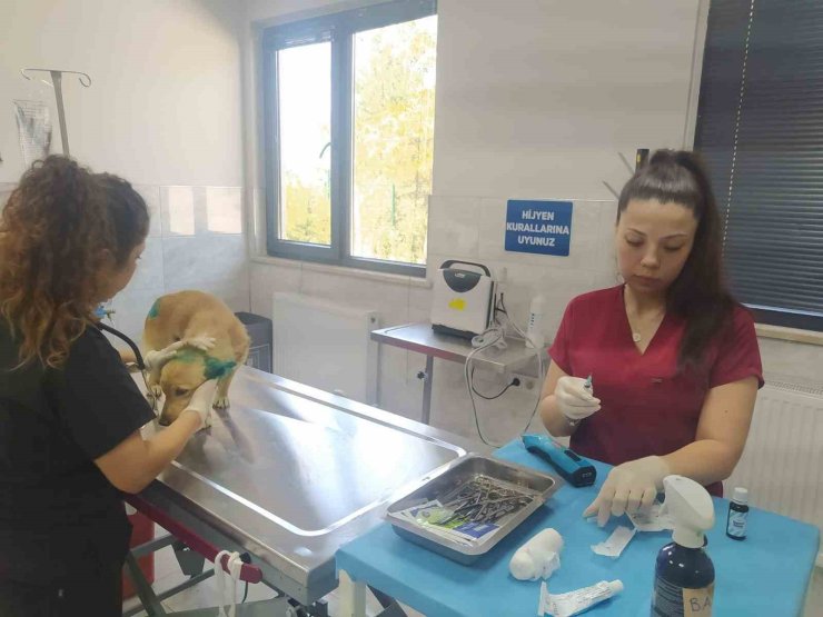 Orman yangınlarından etkilenen hayvanlara belediye şefkati