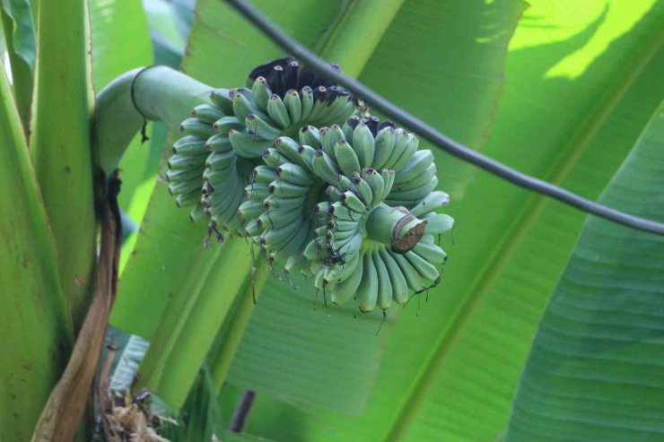 Rizeli’nin muz inadı