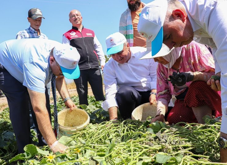 Sındırgı’da Vali İsmail Ustaoğlu kornişon hasadına katıldı