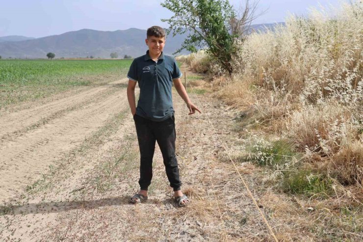 Ege’de domuz sorunu artarak devam ediyor