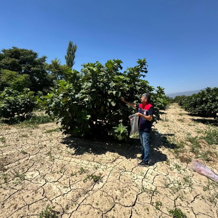 Buharkent’te incirlerde pestisit analizi devam ediyor