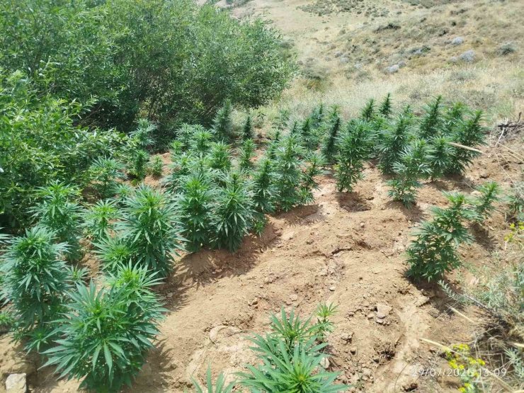 Bingöl’de uyuşturucu operasyonu: 2 bin 365 kök kenevir ele geçirildi