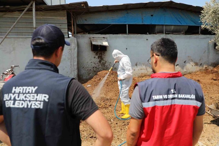 Hatay’da Akdeniz meyve sineğiyle mücadele sürüyor