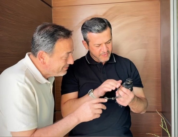 Yangından yaralı kurtarılan saksağana belediye başkanı makamında bakıyor