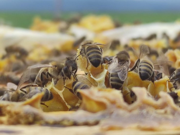 Yaz aylarında artan arı temaslarına karşı uzmanlardan uyarı