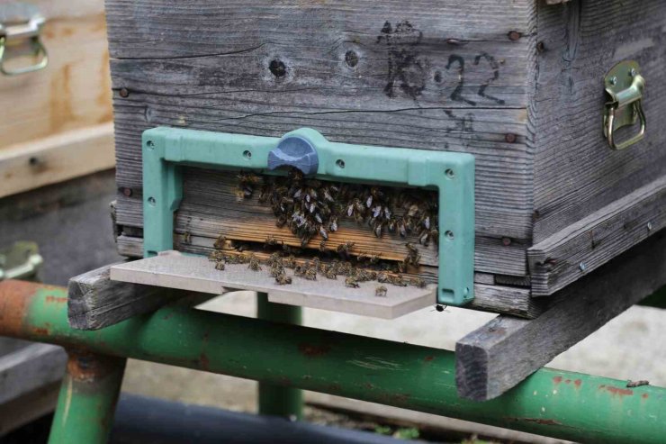 Kafkas arısının gen merkezinde bal hasadı gerçekleşti
