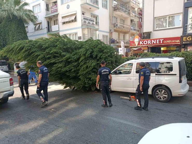 Aydın’da ağaç aracın üstüne devrildi