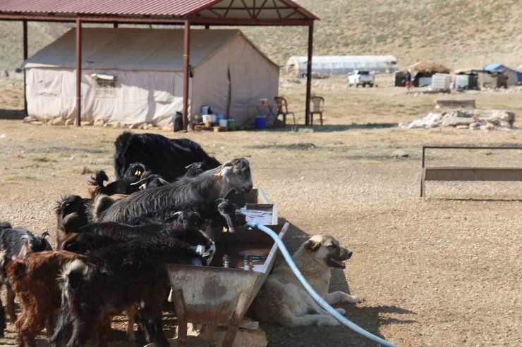 Kahramanmaraş’ta konargöçerler Ahır Dağı zirvesindeki yerlerini aldı