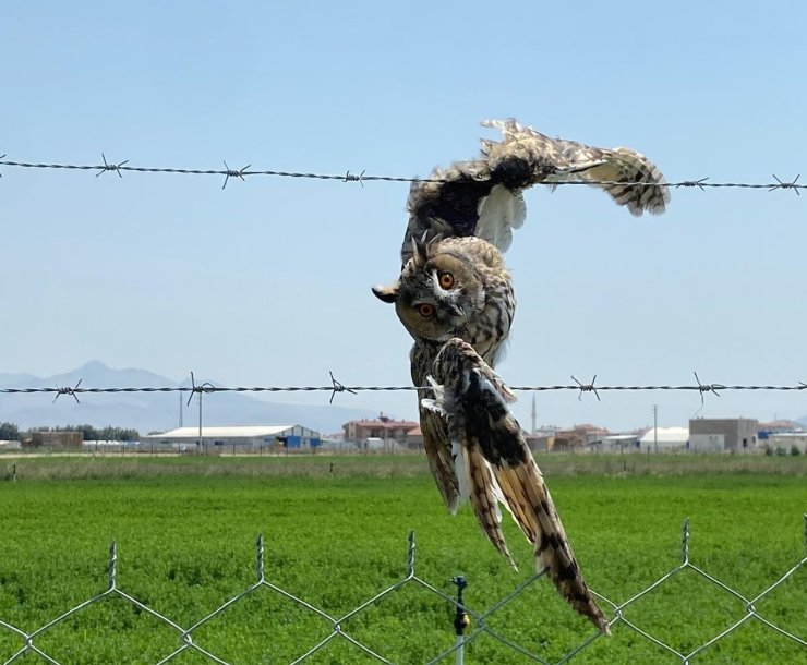 Karapınar’da tellerde yaralanan kulaklı orman baykuşu kurtarıldı