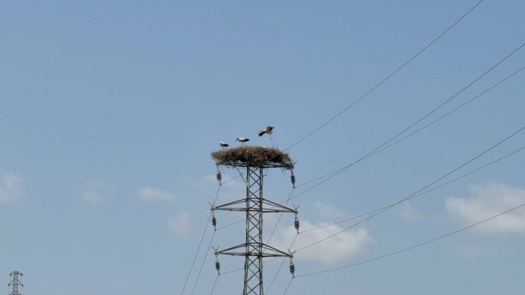 Karabük’te leylek sürüsü ve yuvaları dronla görüntülendi