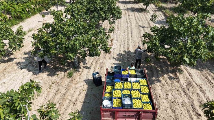 Buharkent’in damak çatlatan lezzeti taze incir, sofralarda yerini aldı