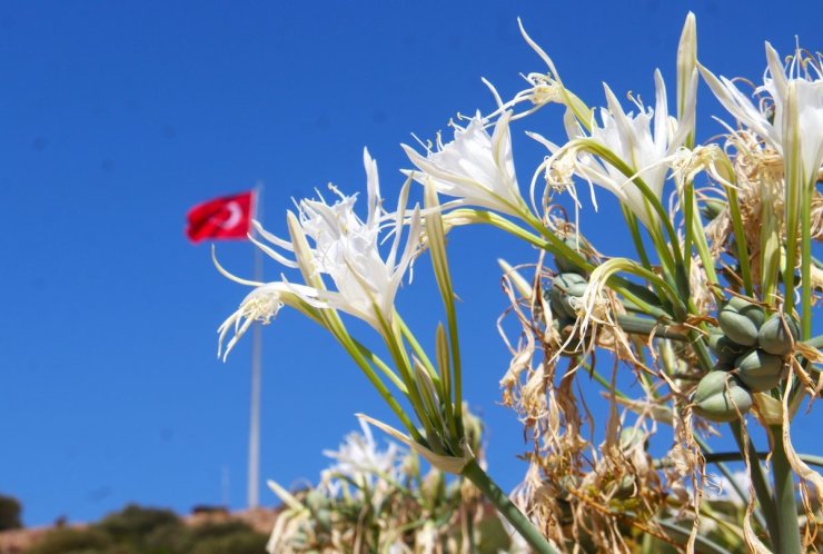 EKODOSD Başkanı Sürücü uyardı: "Kum zambakları yok olma tehlikesiyle karşı karşıya"