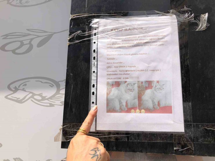 Sokak sokak kaybolan kedisini ararken duyarsız vatandaşların tavrına üzüldü