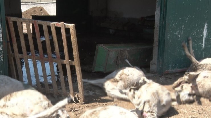 Ankara’da sel besi çiftliğini vurdu: 25 küçükbaş hayvan telef oldu