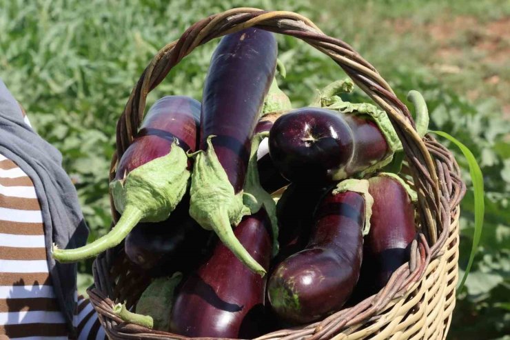 Şanlıurfa’da coğrafi işaretli ürünlerin hasadı başladı