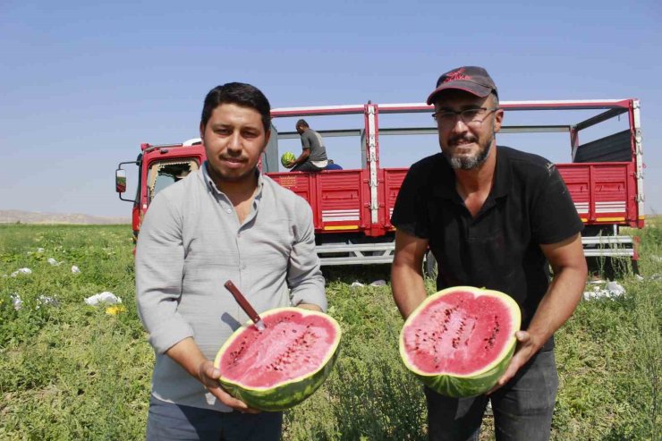 Birçok şehirde karpuz hasadı sona yaklaşırken, Yozgat’ta hasat yeni başladı