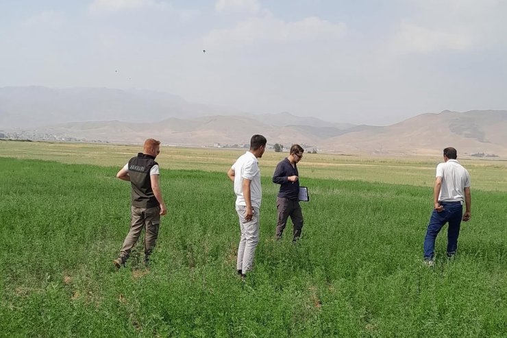 Yüksekova’nın ovasında yem bitkileri incelendi
