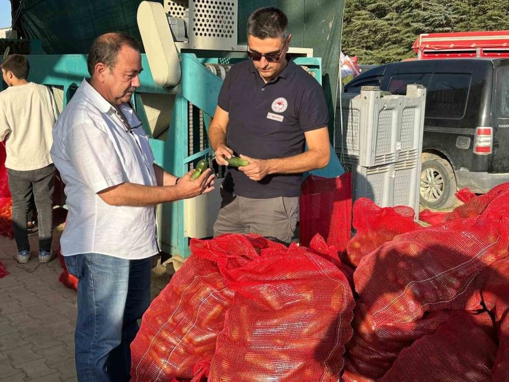 Kornişon salatalık hasadı devam ediyor