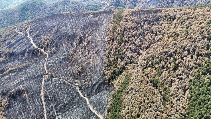 Karabük’te yangın sonrası ormanlar hazan rengine büründü