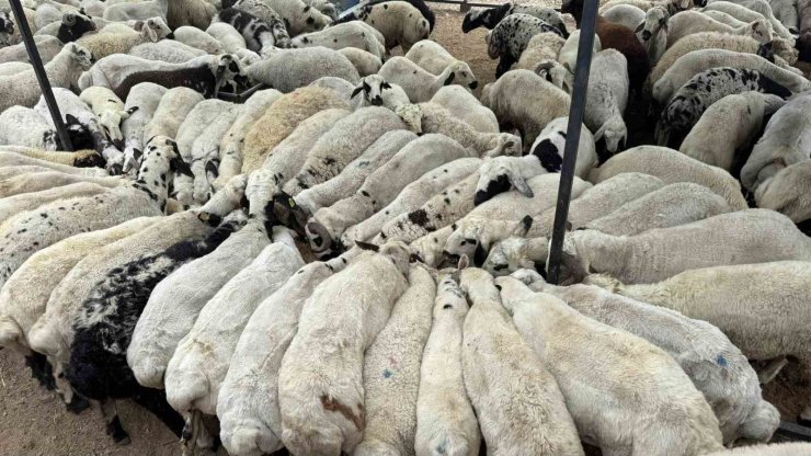 Adana’da şap hastalığı görüldü: Hayvan hareketliliği kısıtlandı