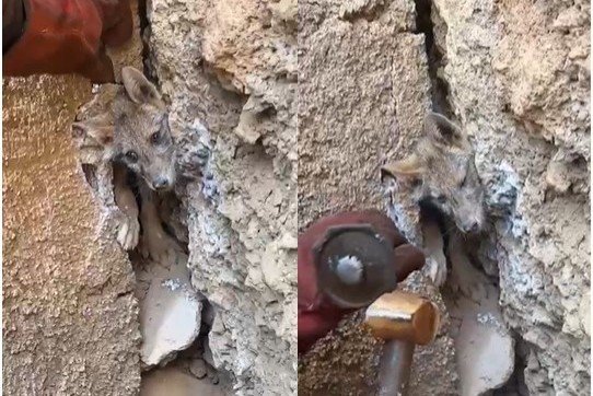 Hakkari’de iki kayanın arasına sıkışan tilkiyi orman işçileri kurtardı