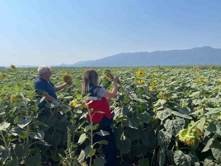 Simav’da TAKE projesi çerçevesinde ayçiçeği ekili parsellerde kontroller yapıldı