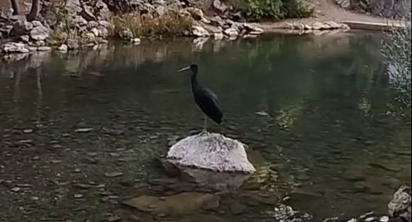 Nesli tükenme tehlikesi altındaki kara leylekler, Bozkır’da görüntülendi
