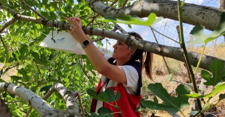 Şaphane’de tarım zararlısına karşı tuzak