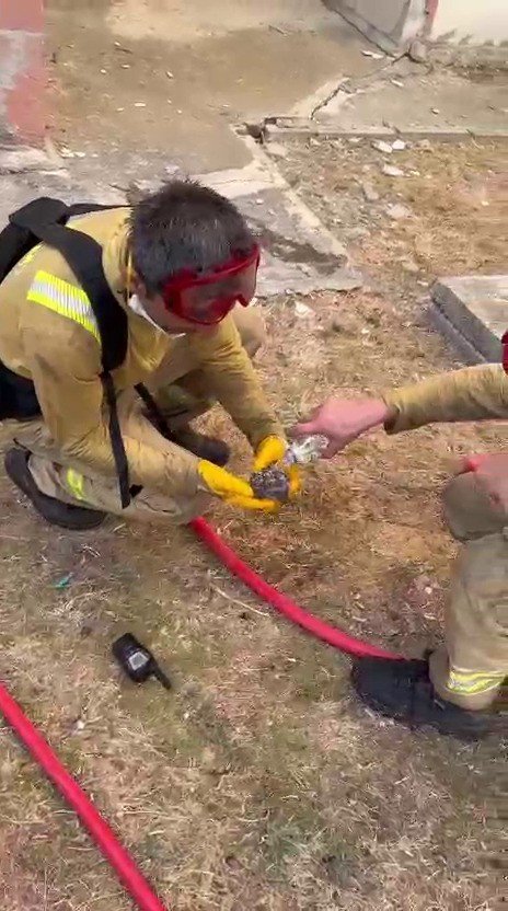 Yangından kurtarılan yaralı kirpiye orman işçileri su içirdi