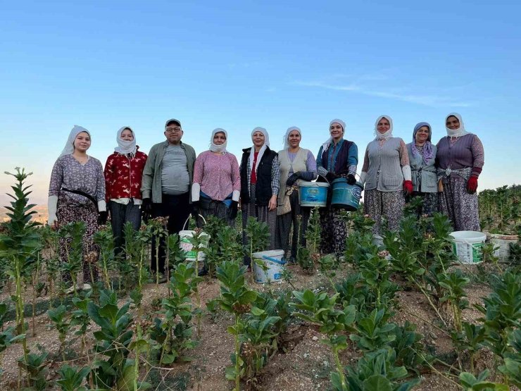 Buldan’da kekik ve tütün üreticilerinin yüzü gülüyor