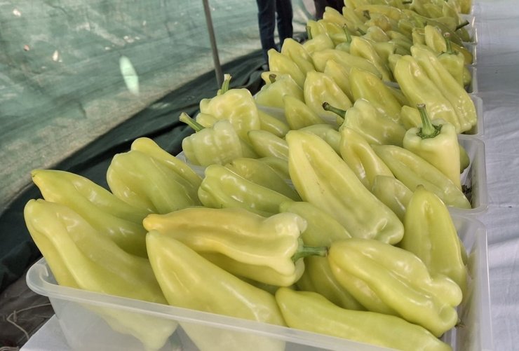 En iyi Kale Biberi yetiştiricileri ödüllendirildi