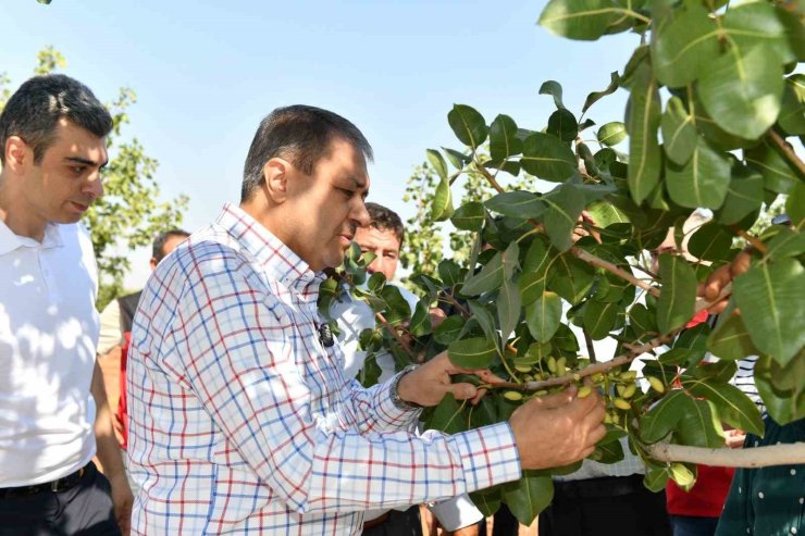 Şanlıurfa’da boz fıstık hasadı başladı