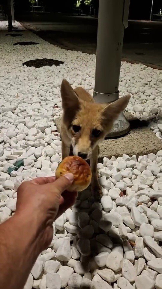 Aç kalan tilkiyi eliyle besledi