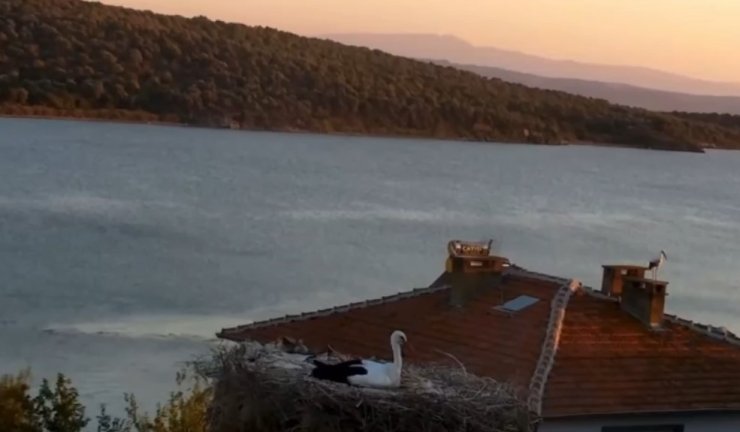 Yaren Leylek depremi önceden hissetti