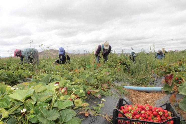 20 dönüm alanda işe başladı 15 kadına umut oldu