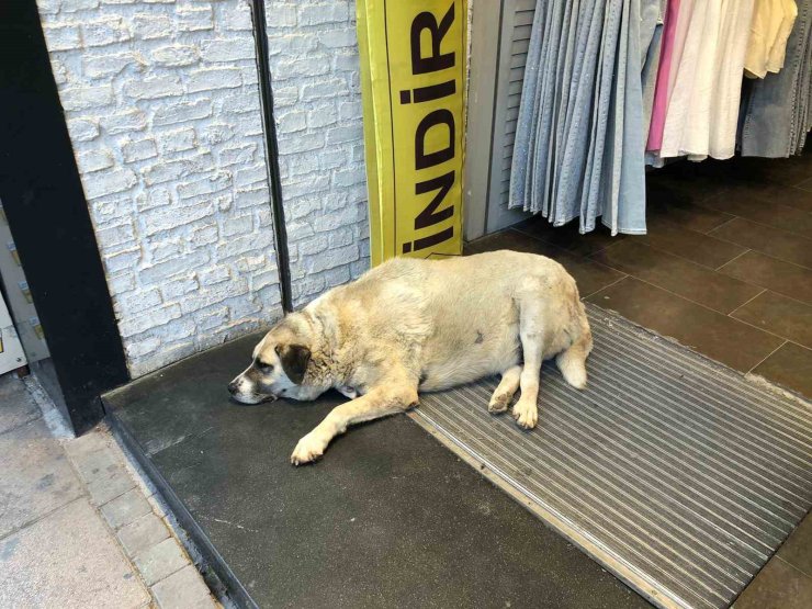 Sıcaktan bunalan köpek çareyi klimanın altına yatmakla buldu