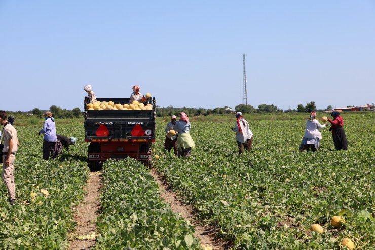 Tarımda planlama eksikliği fiyatları vurdu: Karpuz tarlada 2, markette 8,5 TL