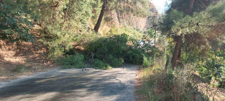 Alaşehir’de devrilen ağaç yolu ulaşıma kapattı