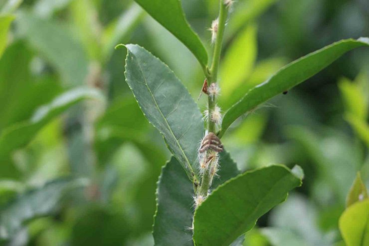 Doğu Karadeniz’in korkulu rüyası ’Vampir kelebekler’ yeniden ortaya çıktı