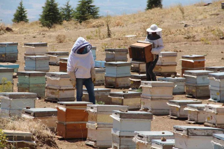 Erzincanlı arıcıların "tatlı" hasat telaşı başladı