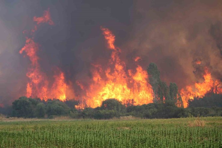 Yangınlara karşı keçi çözümü